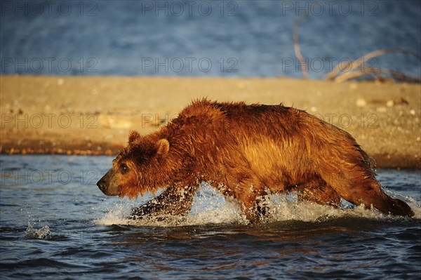 Brown Bear (Ursus arctos) hunting for salmon in the water