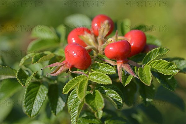 Rose hips of the Rugosa Rose (Rosa rugosa)