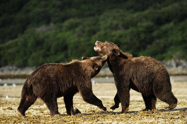 Two Brown Bears (Ursus arctos) play-fighting with each other