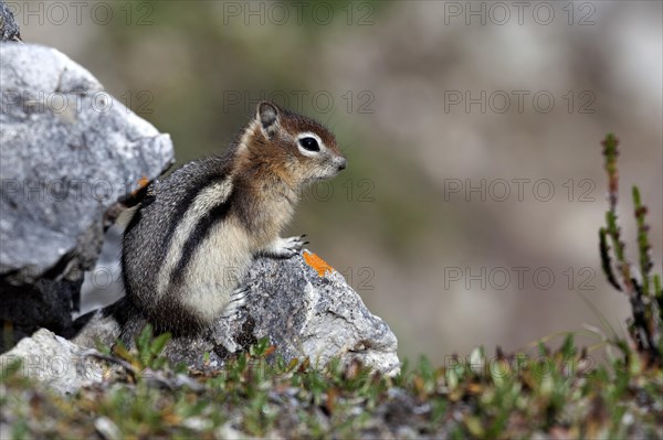 Chipmunk (Tamias sp.)