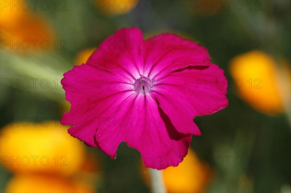 Rose Campion (Silene coronaria) flower