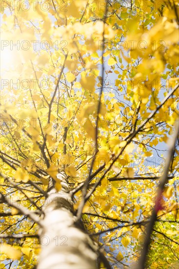 Low angle view of birch tree