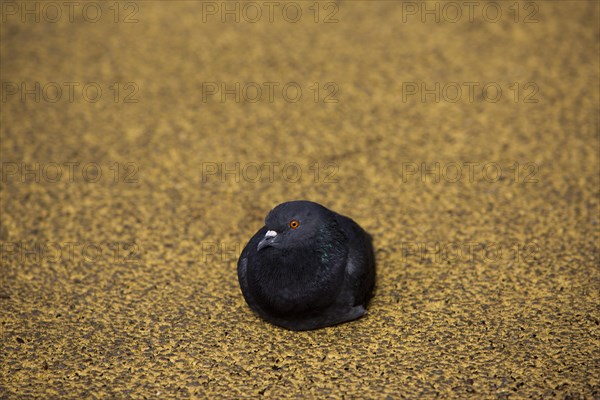 Black Dove (Columbidae) on yellow asphalt