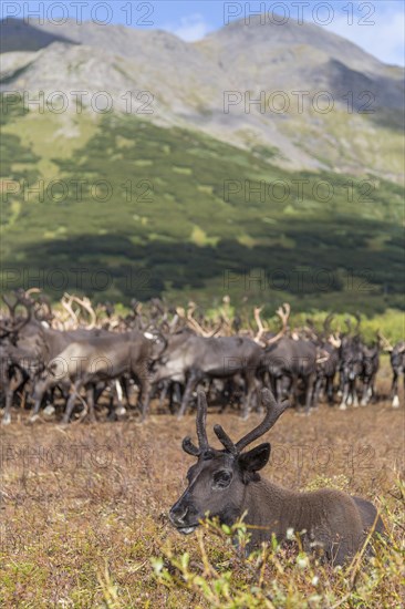 Kamchatka reindeer (Rangifer tarandus phylarchus)