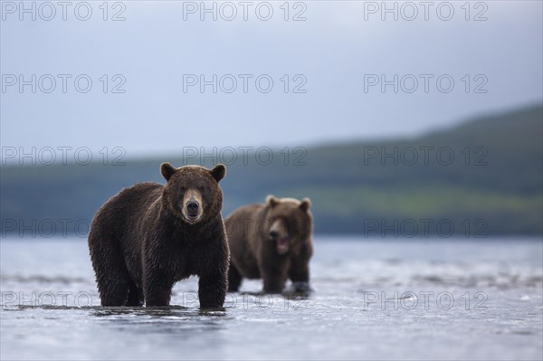 Brown bears (Ursus arctos)