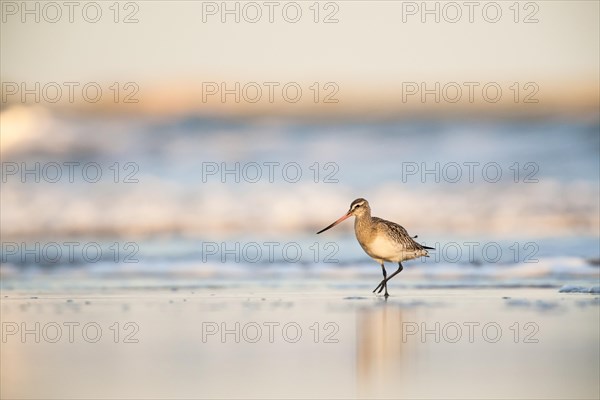 Bar-tailed Godwit (Limosa lapponica) walking along the shoreline