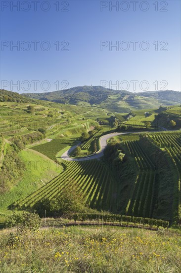 Vineyards