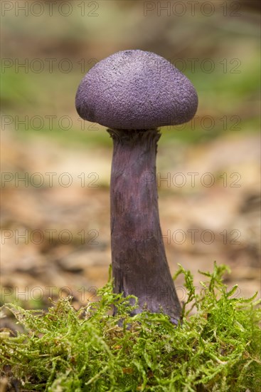 Violet Webcap (Cortinarius violaceus)