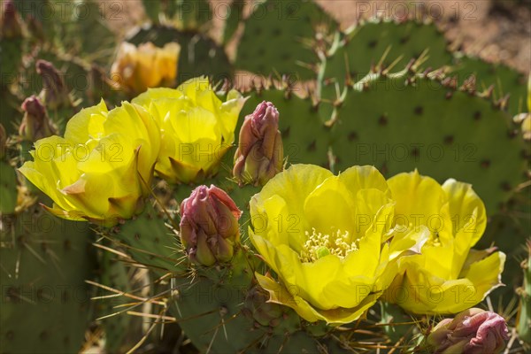Prickly Pear Cactus (Opuntia fragilis)