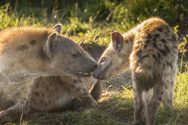 Spotted Hyena (Crocuta crocuta) with cub