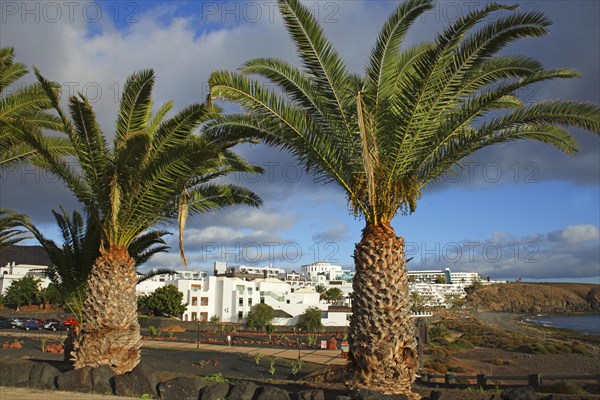 Canary Island Date Palms (Phoenix canariensis)