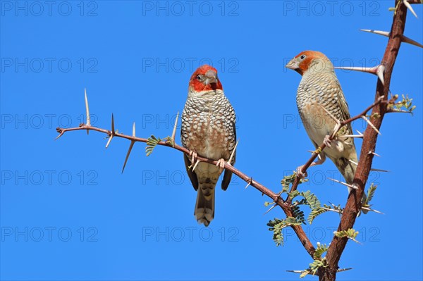 Red-headed Finches (Amadina erythrocephala)