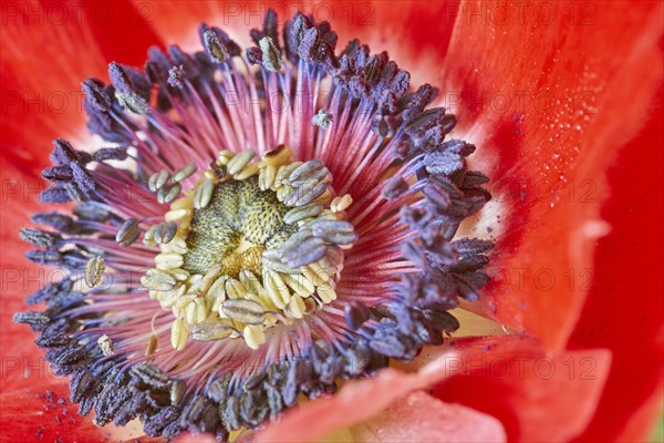 Poppy Anemone or Spanish Marigold (Anemone coronaria)