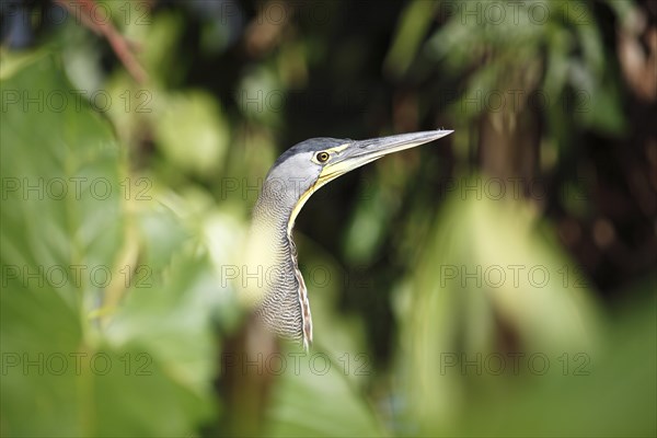 Tiger Heron (Tigrisoma sp.)