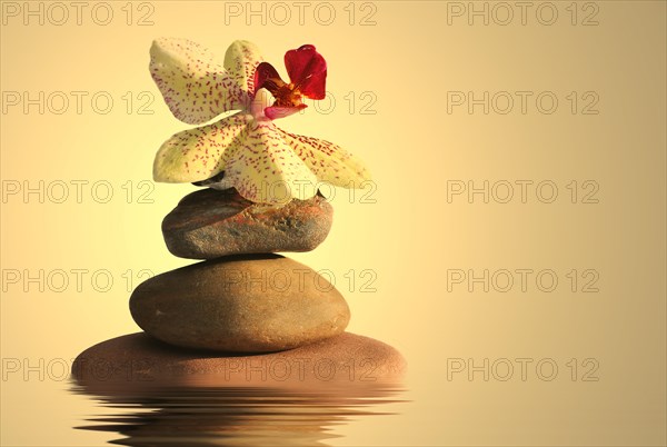 Stacked stones with an orchid