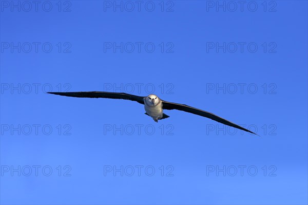 Shy albatross (Thalassarche cauta)