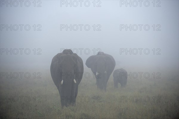 African Elephants (Loxodonta africana)