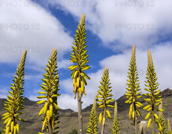 Aloe vera (Aloe vera)