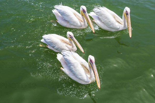 Great White Pelicans (Pelecanus onocrotalus)