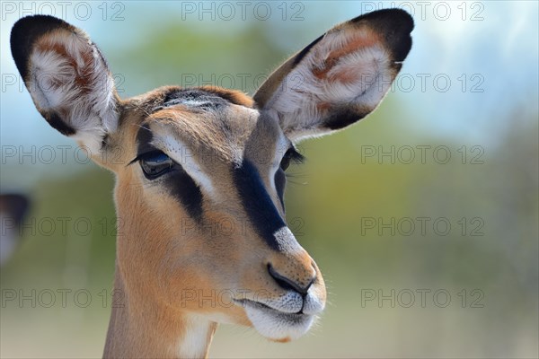 Black-faced Impala (Aepyceros melampus petersi)