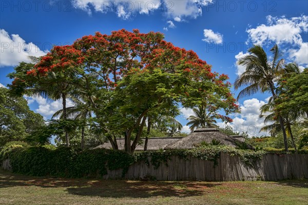 Royal Poinciana (Delonix regia) in front of hut