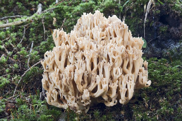 Ramaria mairei or Ramaria pallida