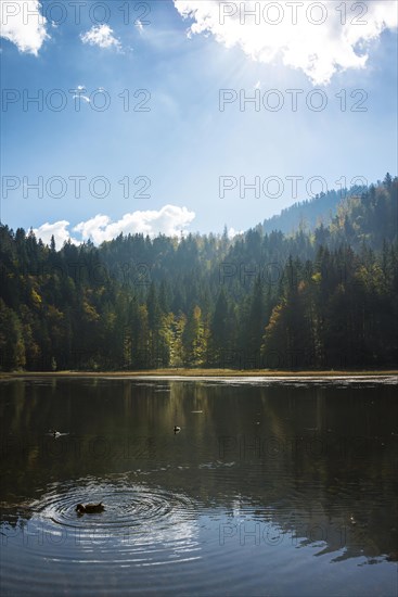Small lake with autumn forest