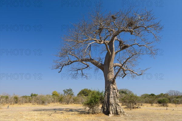 African baobab (Adansonia digitata)