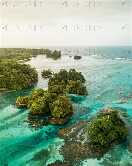 Wooded coastal area with mangroves