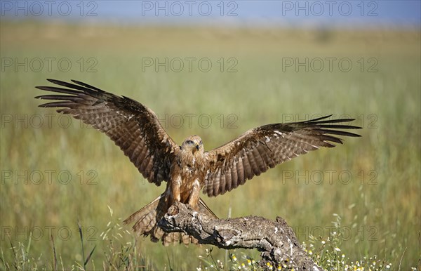 Black kite (Milvus migrans) landing approach