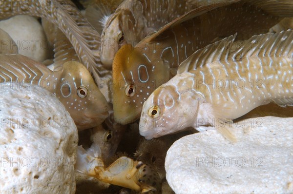 Peacock Blennies (Salaria pavo) fighting over food