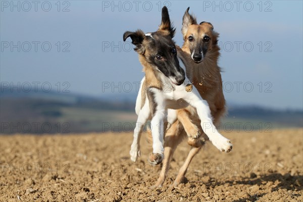 Silken Windsprite dogs