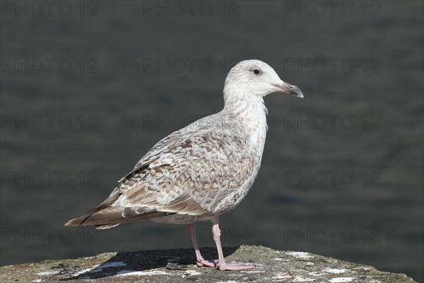 Great black-backed gull (Larus marinus)