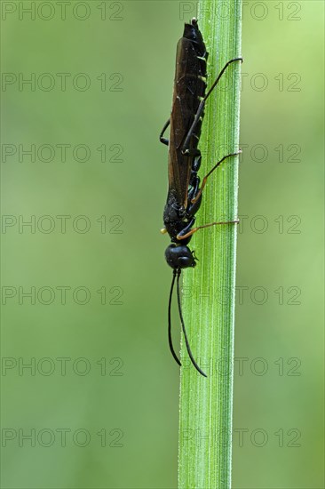 Reed Stem Borer (Calameuta filiformis)