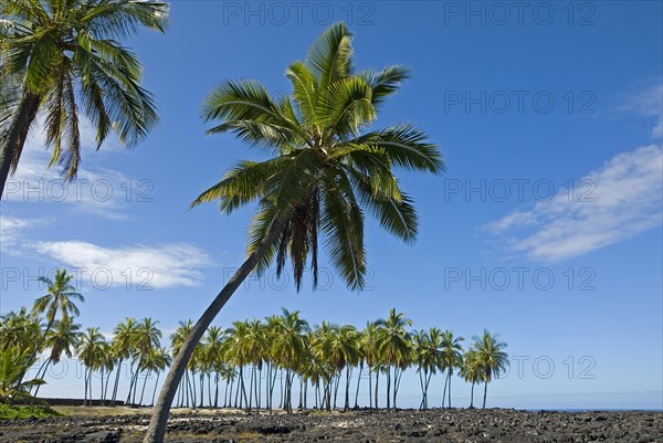 Palm grove