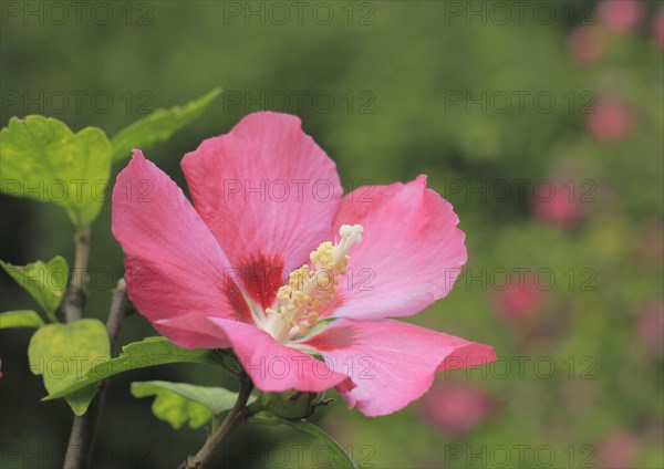 Rose mallow (Hibiscus syriacus)