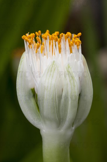 Paintbrush (Haemanthus albiflos)