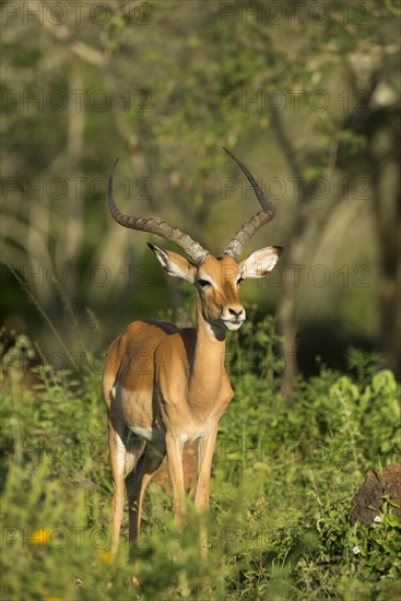 Impala (Aepyceros melampus)