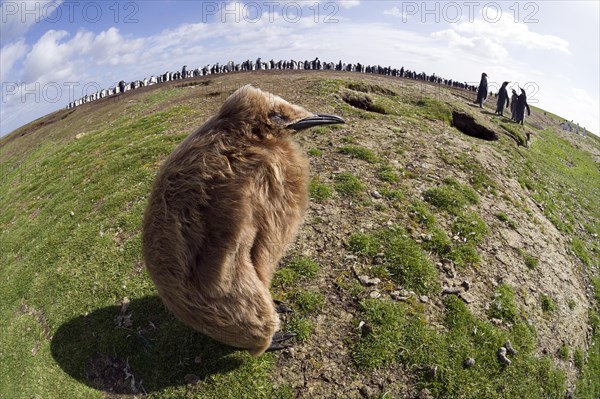 King Penguin (Aptenodytes patagonicus)