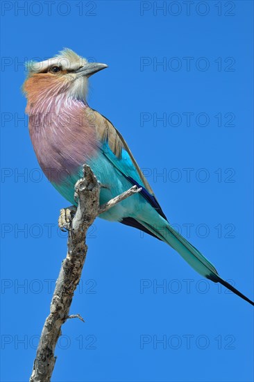 Lilac-breasted Roller (Coracias caudatus)