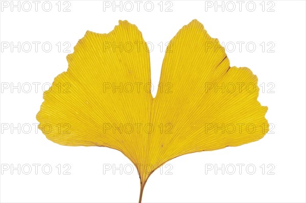 Ginkgo (Ginkgo biloba)