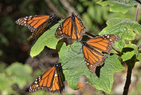 Monarch butterfly (Danaus plexippus)