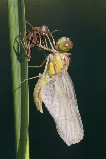 Darter (Sympetrum sp.)