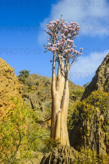 Bottle Tree (Adenium obesum) in bloom