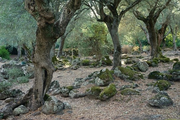 Olive grove near the Santa Cristina fountain sanctuary