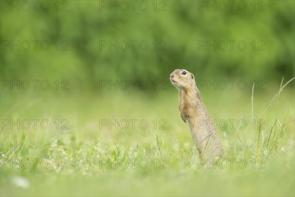 European ground squirrel (Spermophilus citellus)