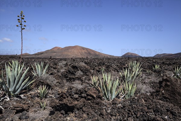 Agaves (Agave) in the lava field near Mancha Blanca