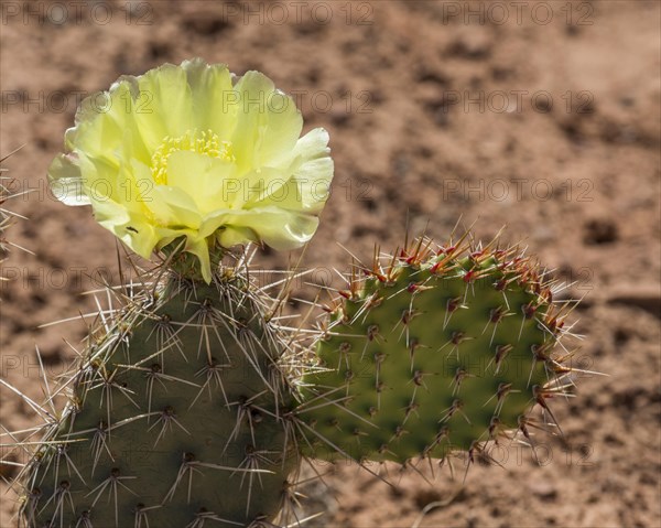 Prickly Pear Cactus (Opuntia fragilis)