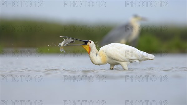 Eurasian Spoonbill or Common Spoonbill (Platalea leucorodia)