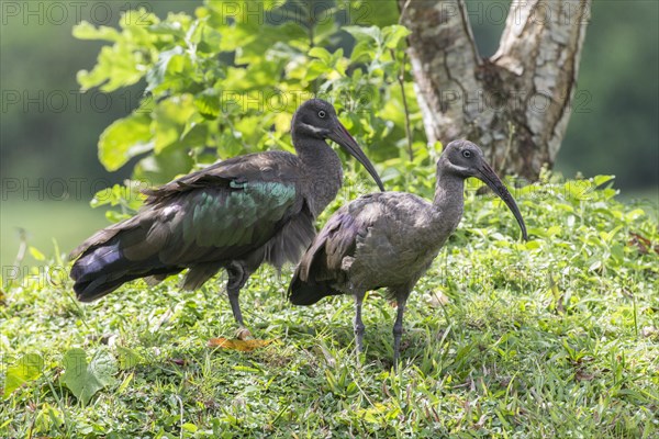 Hadada Ibises (Bostrychia hagedash)